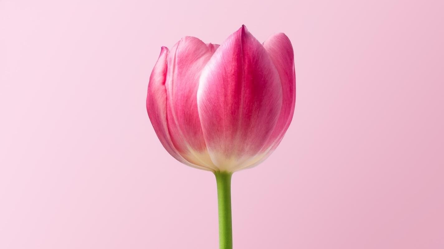 image slider